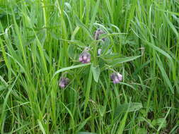 Image of Symphytum officinale subsp. officinale