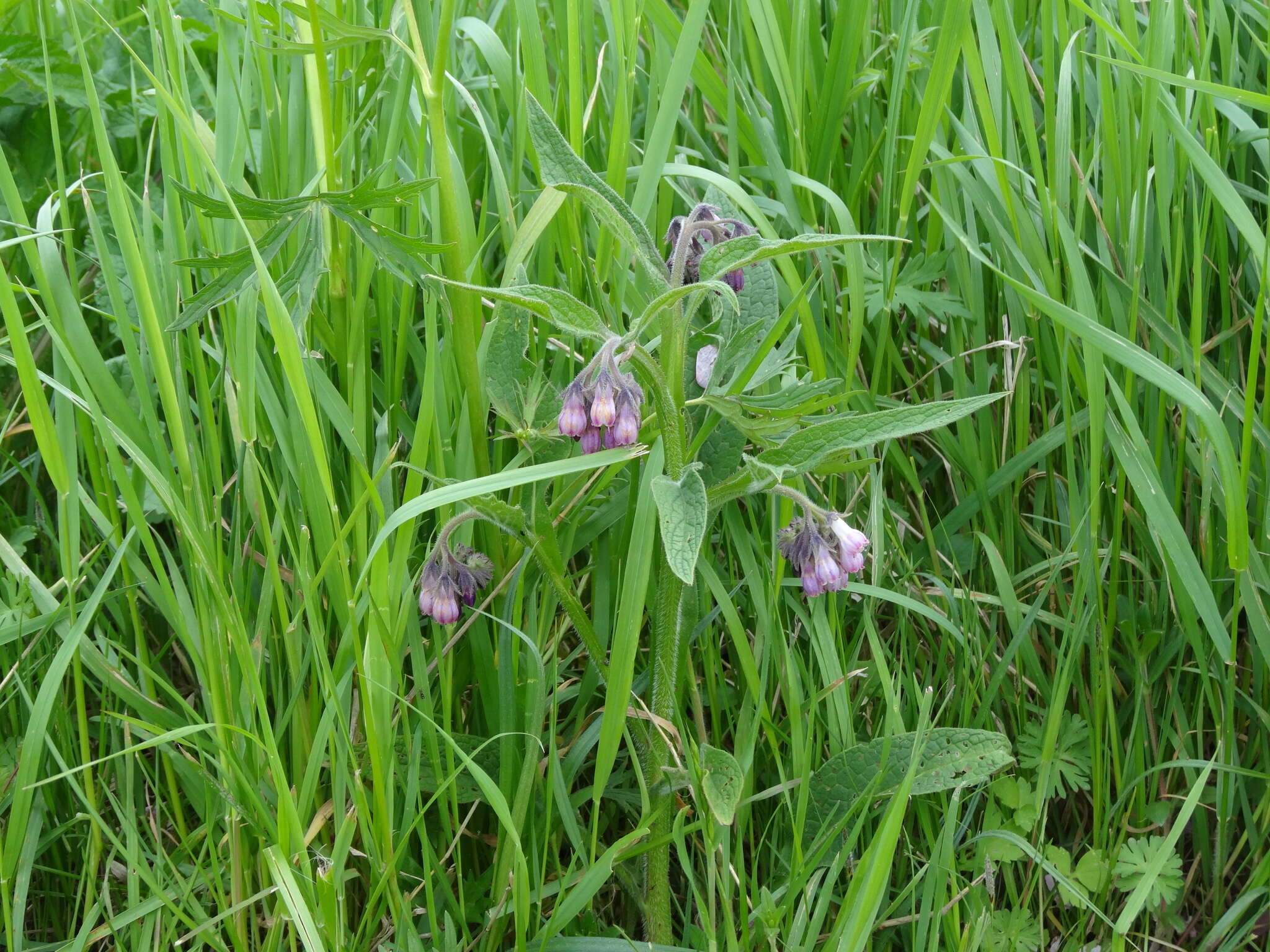 Image of Symphytum officinale subsp. officinale