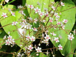 Image of Saxifraga urbium D. A. Webb