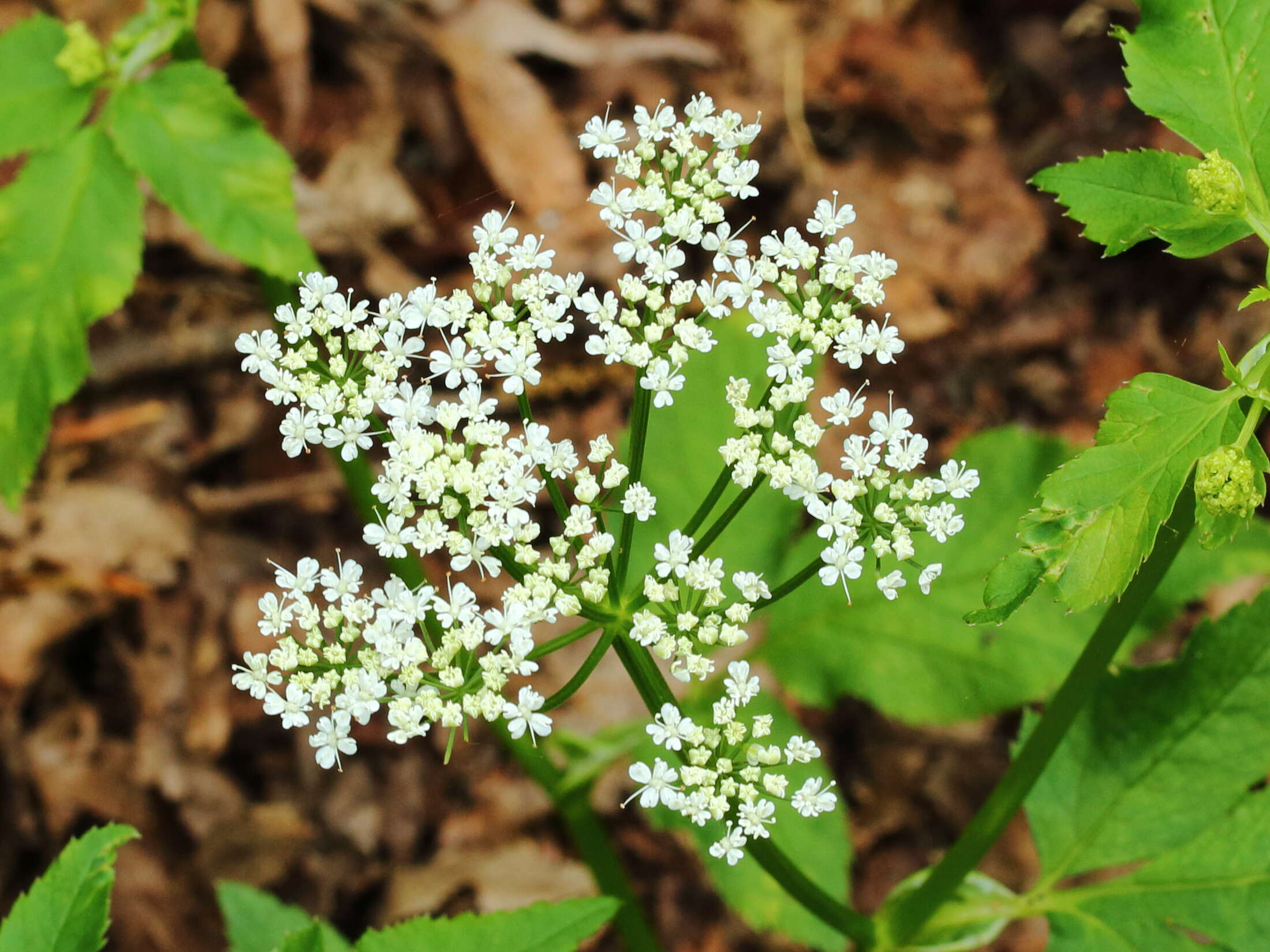 Image of bishop's goutweed