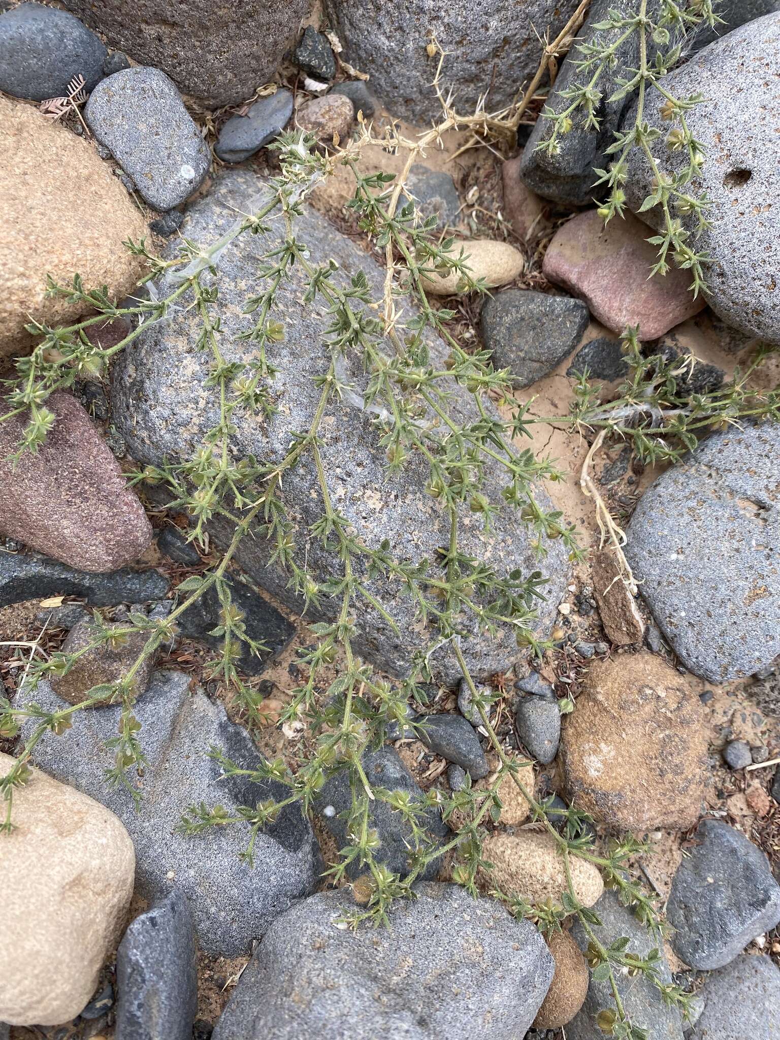 Image of Fagonia glutinosa Del.