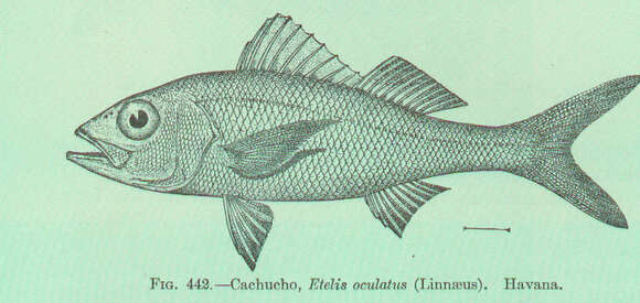 Image of Blear-eyed Snapper