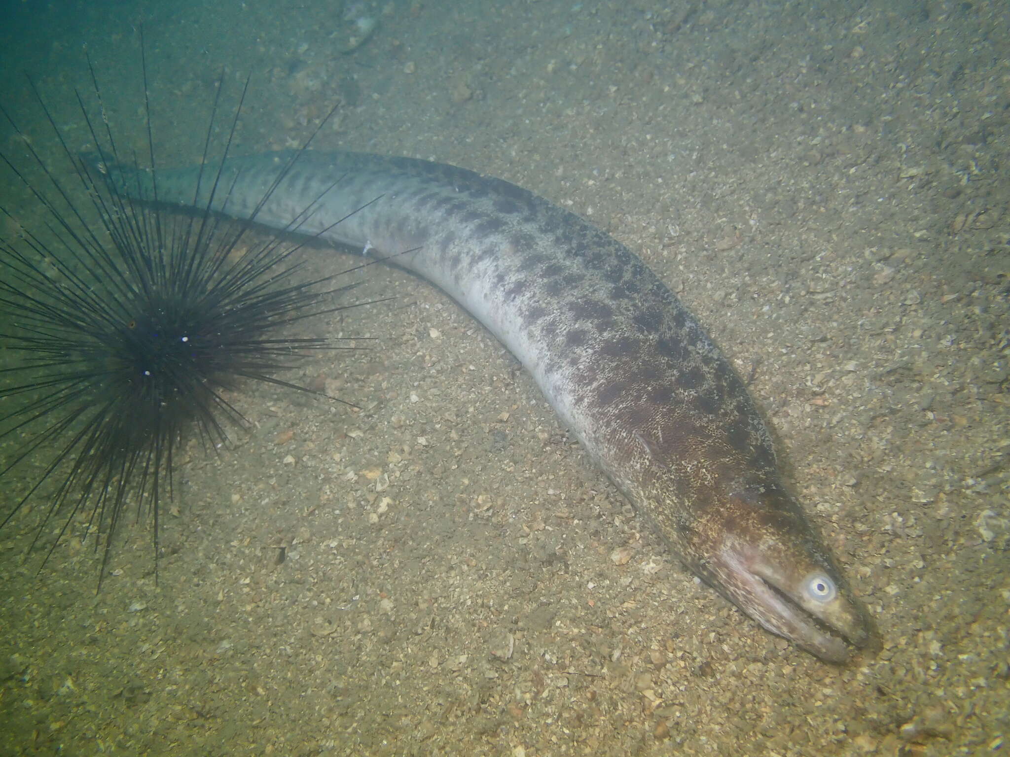 Image of Reeve's moray