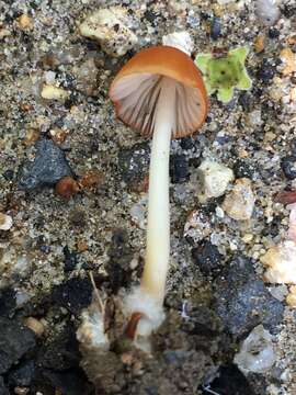 Image of Marasmius vagus