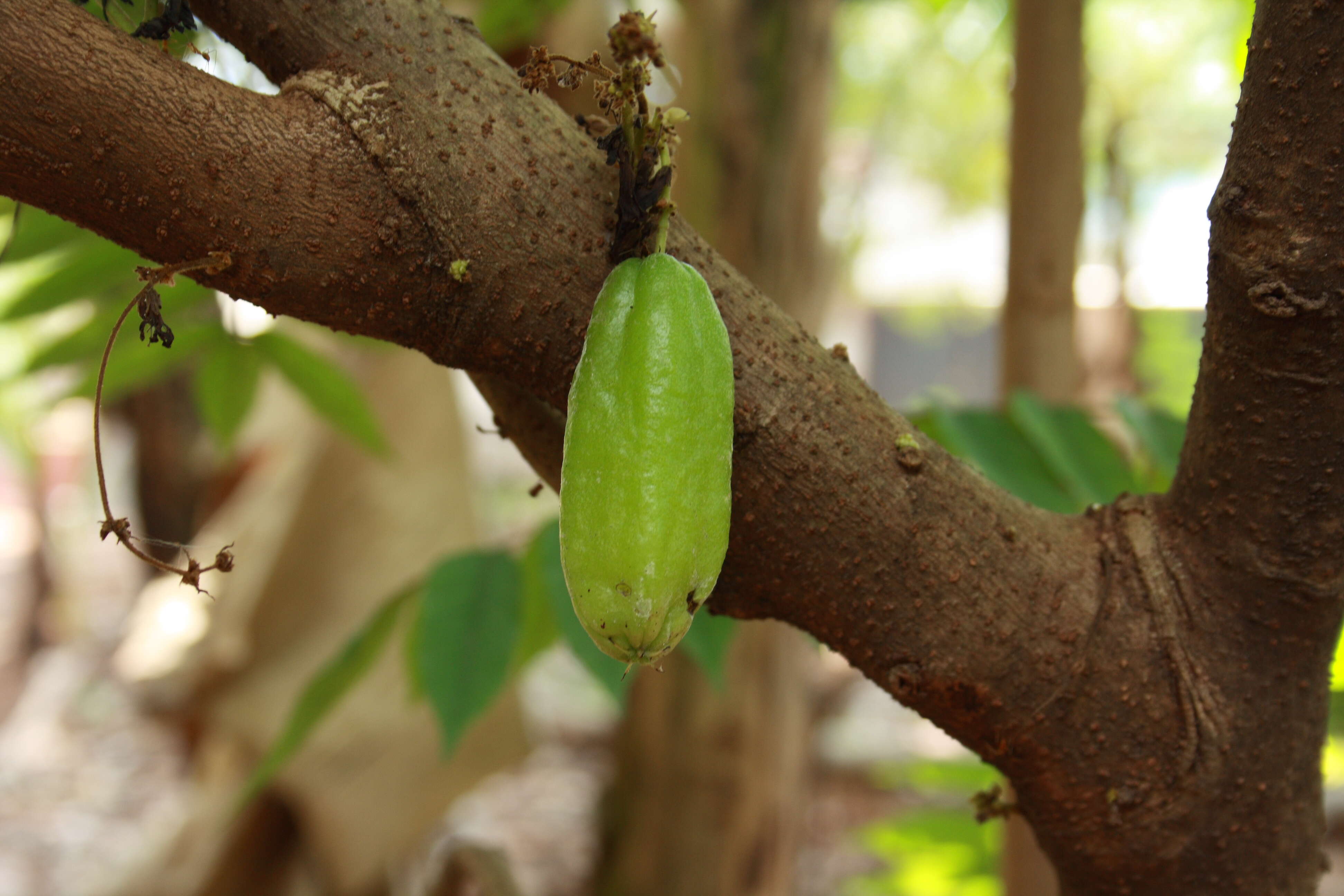 Image of bilimbi