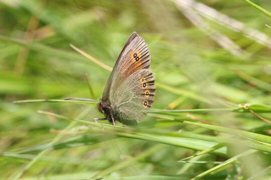 Image of Bright-eyed Ringlet