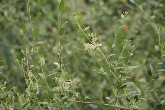 Image of Cadaba fruticosa (L.) Druce