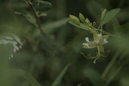 Image of Cadaba fruticosa (L.) Druce