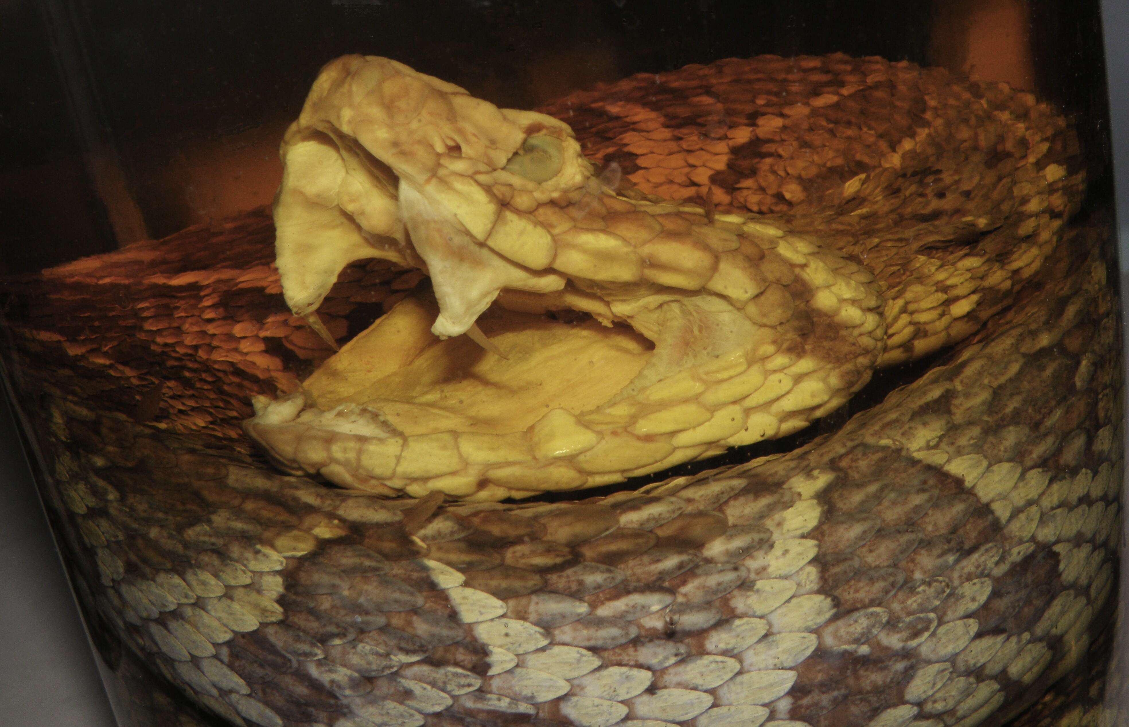 صورة Bothrops jararacussu Lacerda 1884