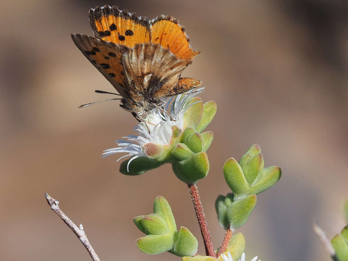 Imagem de Drosanthemum praecultum (N. E. Br.) Schwant.