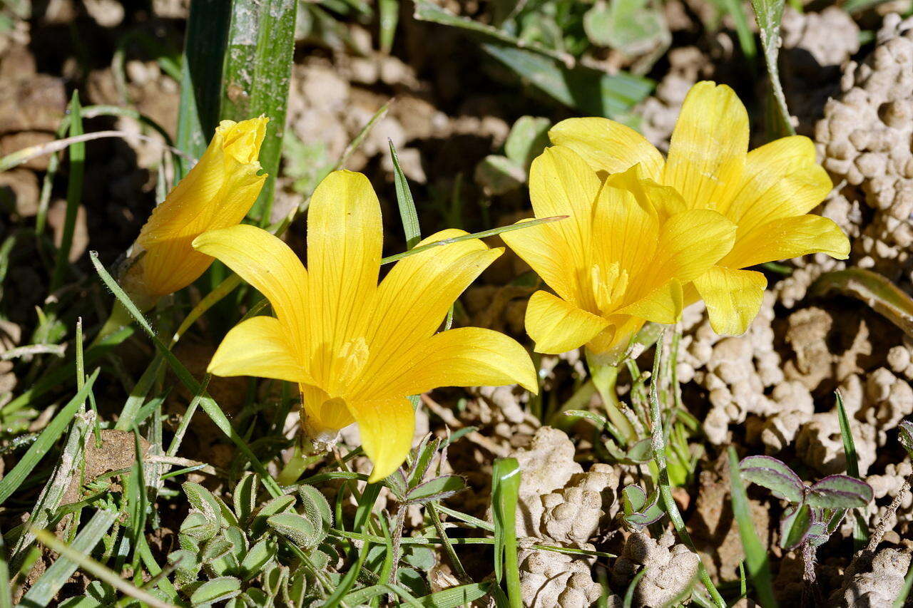 Image of Romulea tortuosa subsp. aurea (Klatt) M. P. de Vos