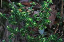 صورة Pimelea latifolia subsp. altior (F. Müll.) Threlfall