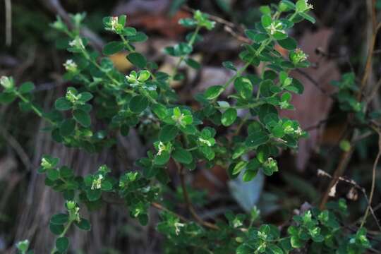 Image of Pimelea latifolia R. Br.