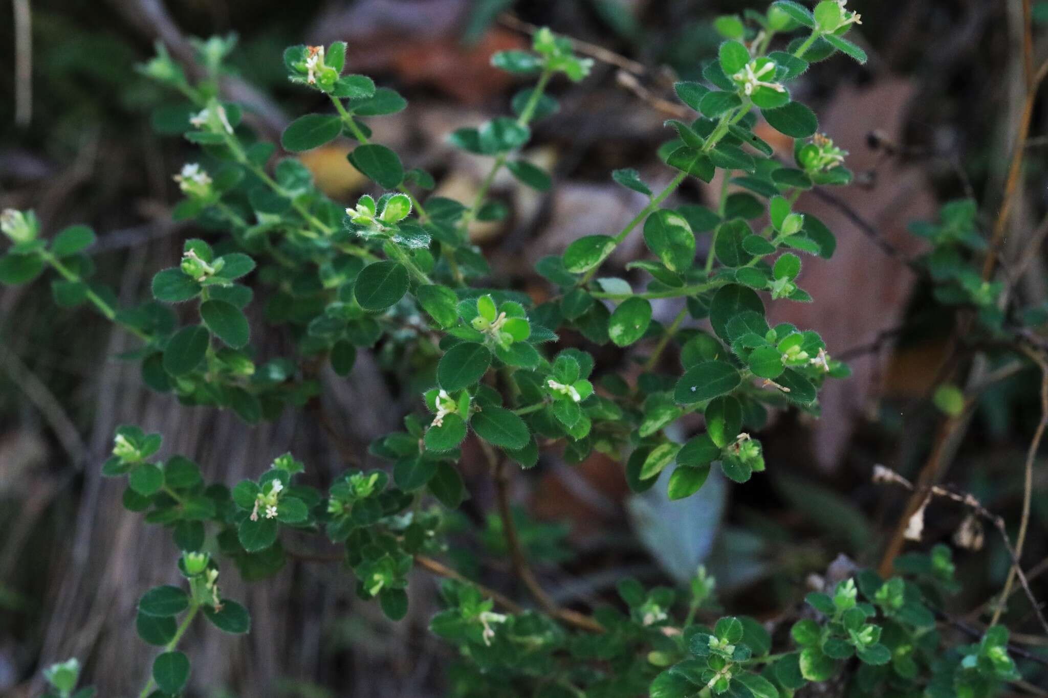 صورة Pimelea latifolia subsp. altior (F. Müll.) Threlfall