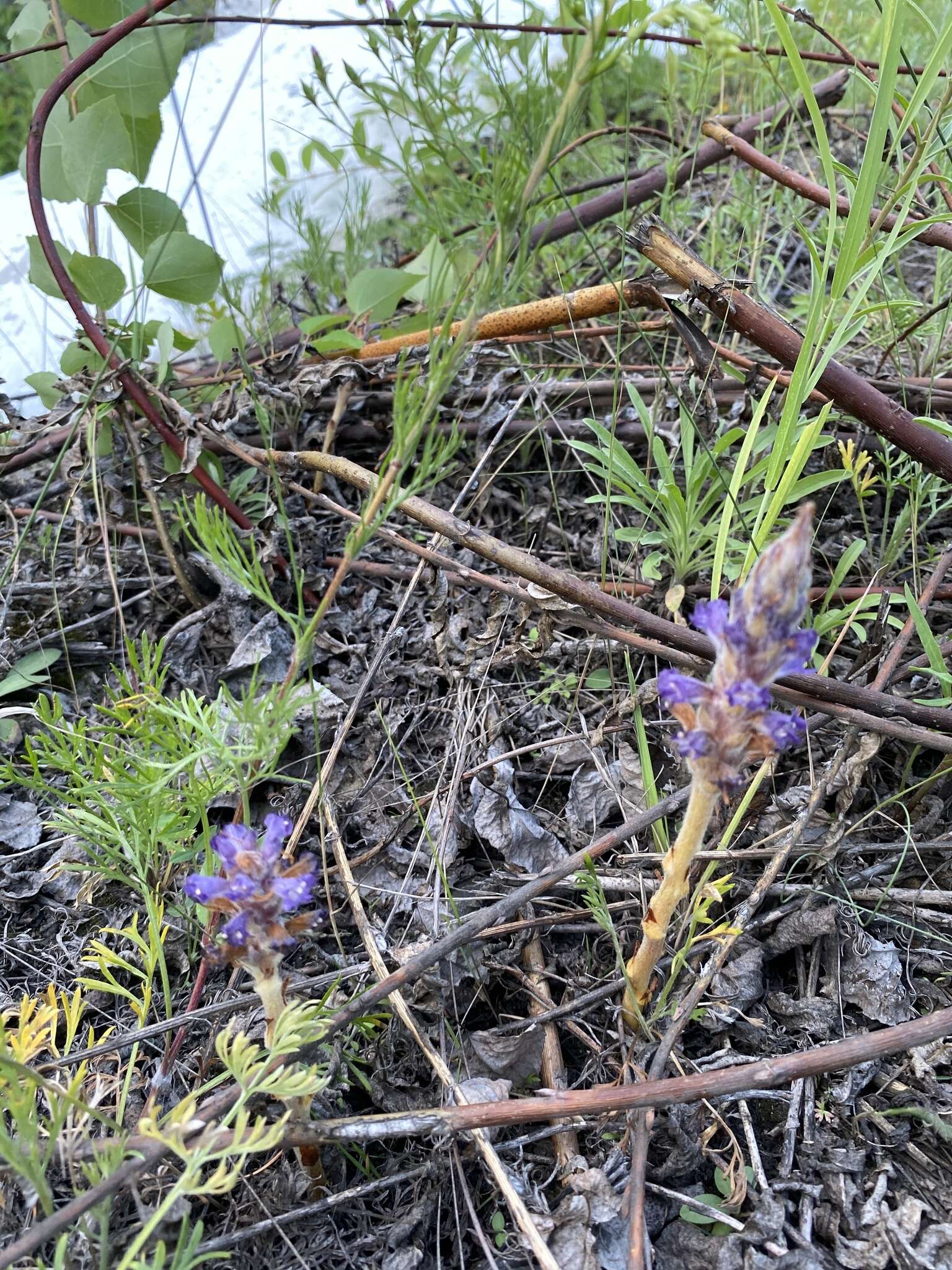 Image of Orobanche coerulescens Stephan