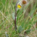 Image of Yukon groundsel