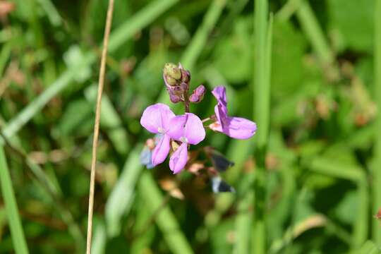 Image of Desmodium pringlei S. Watson