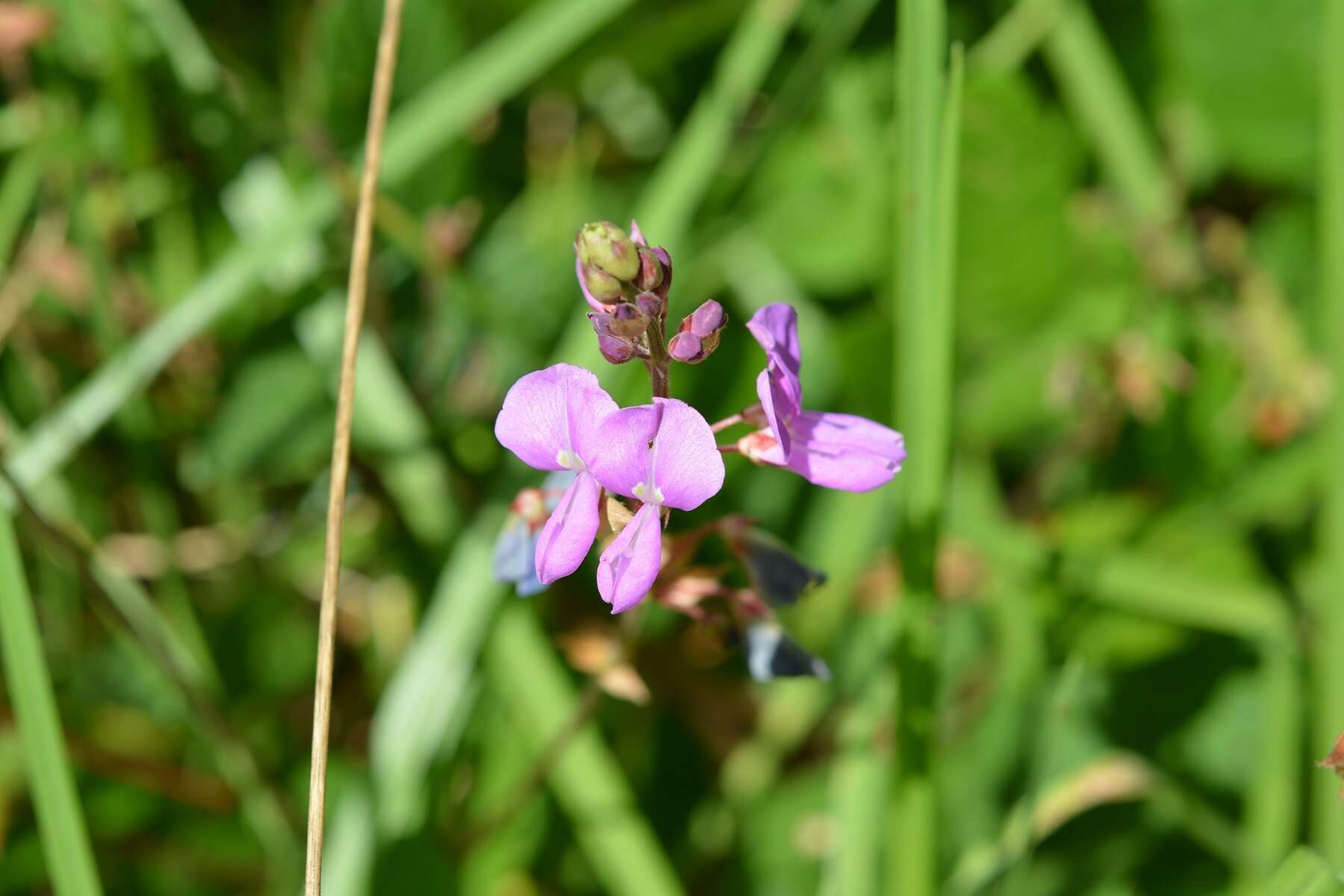 Plancia ëd Desmodium pringlei S. Watson