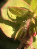 Image de Arctostaphylos refugioensis Gankin