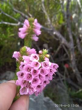 Image of Erica abietina subsp. constantiana E. G. H. Oliv. & I. M. Oliv.