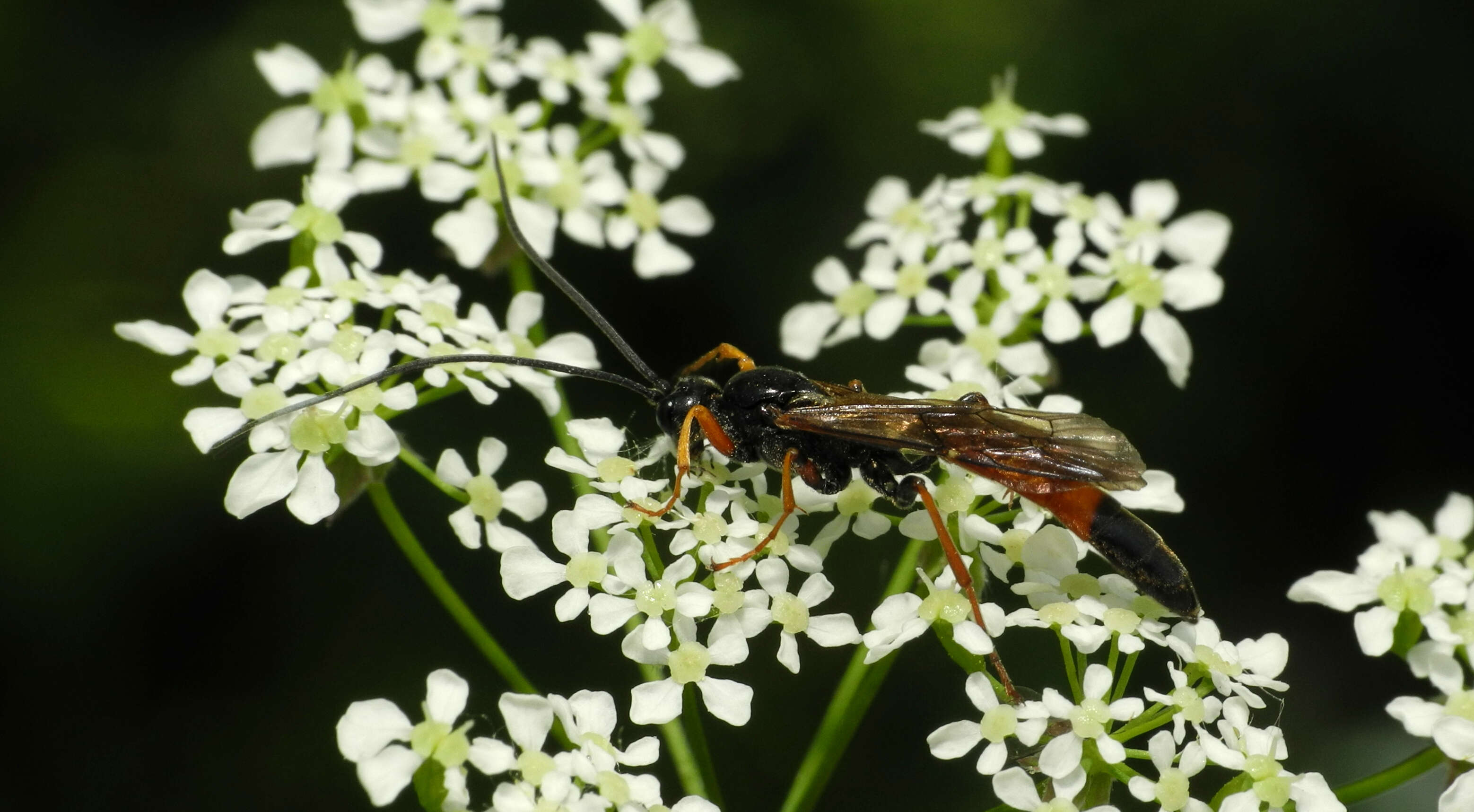 Image of Ammophila W. Kirby 1798