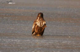 Image of White-tailed Eagle