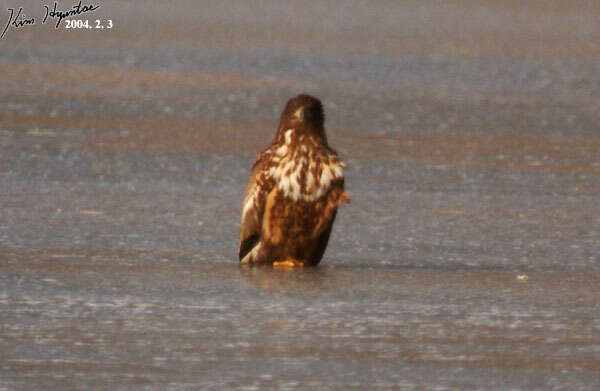 Image of White-tailed Eagle