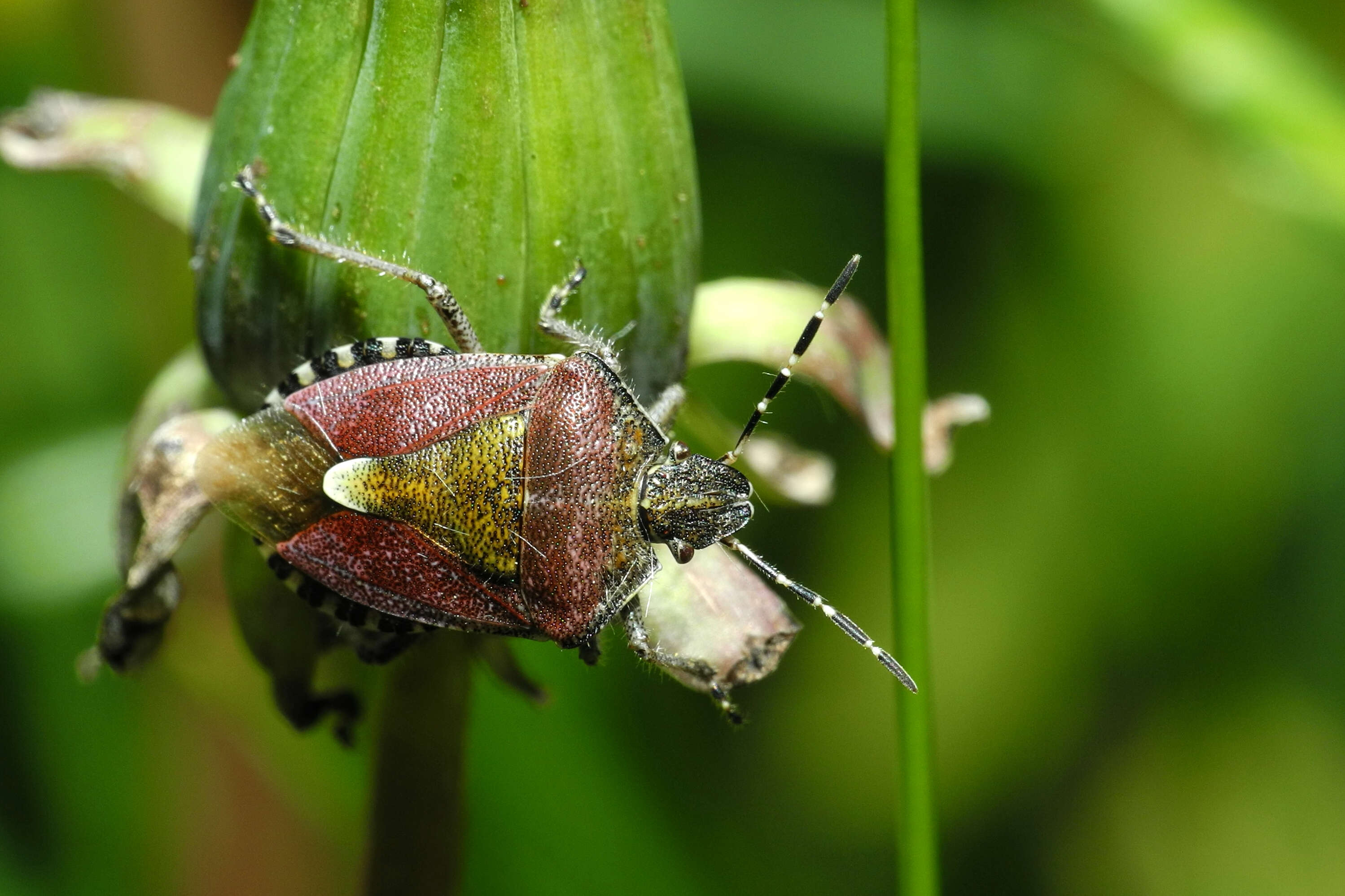 Image of sloe bug