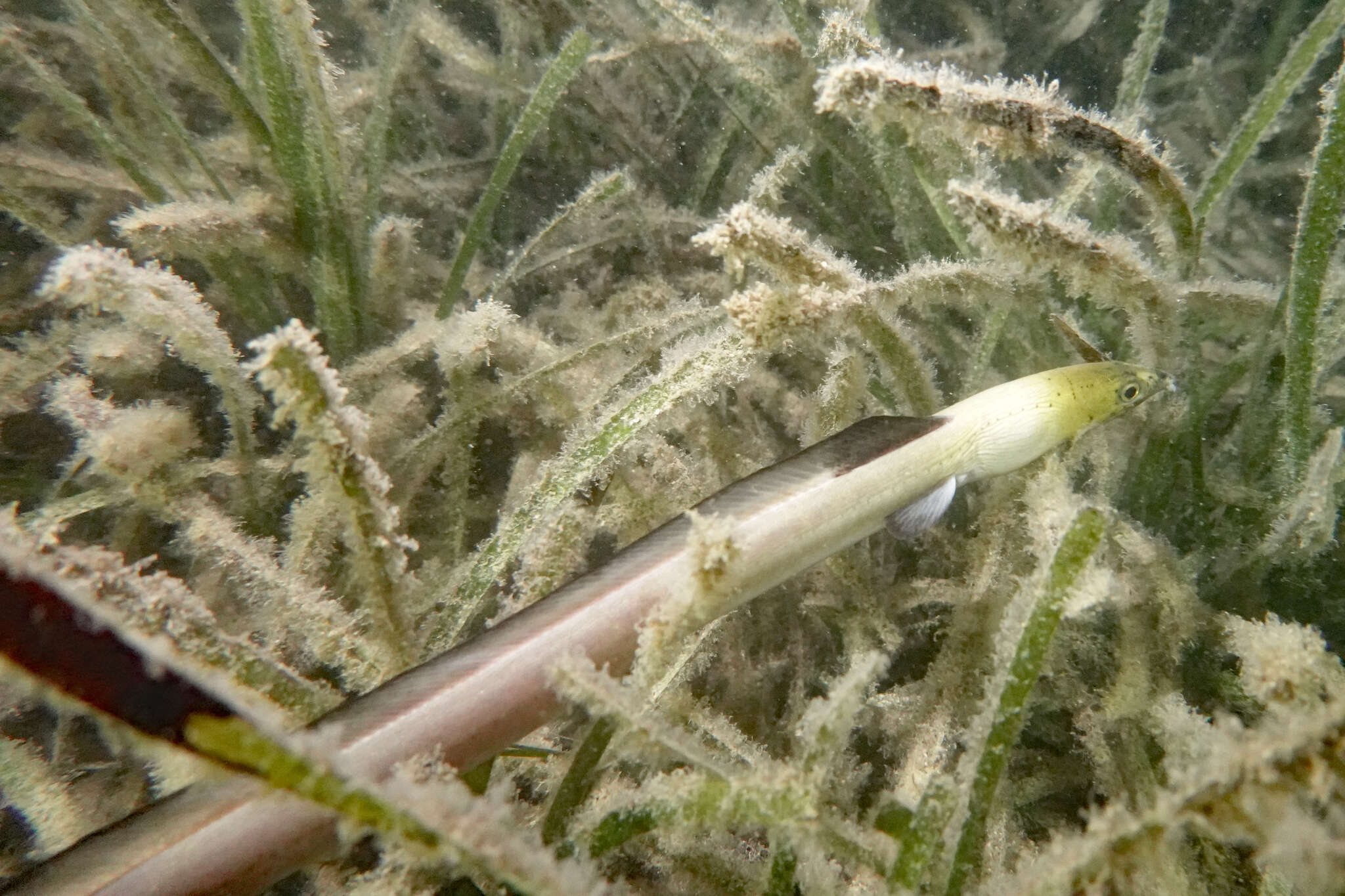 Image of Highfin snake eel