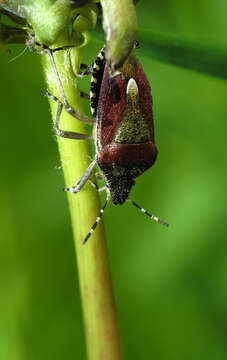 Image of sloe bug