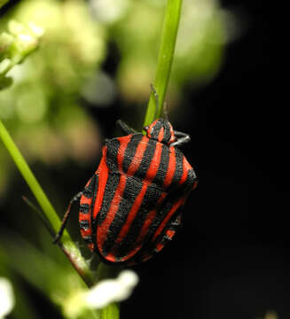 Image of <i>Graphosoma italicum</i>