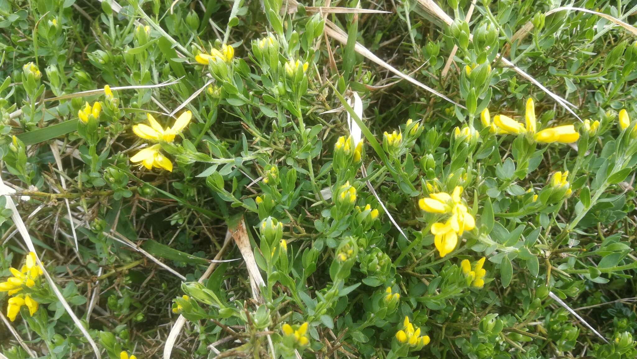 Image of Genista hispanica L.