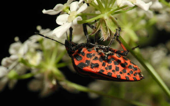 Image of <i>Graphosoma italicum</i>