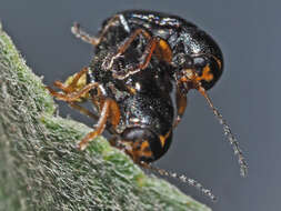 Sivun <i>Cryptocephalus decemmaculatus</i> kuva