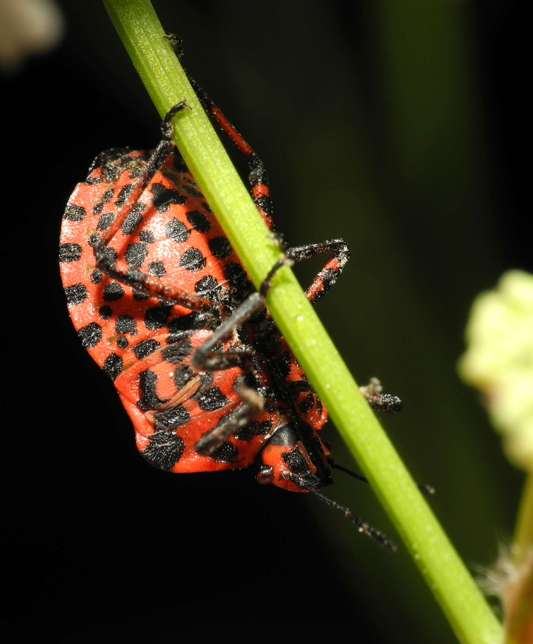 Image of <i>Graphosoma italicum</i>