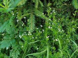 Image of Galium rivale (Sm.) Griseb.