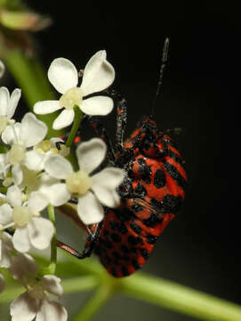 Image of <i>Graphosoma italicum</i>