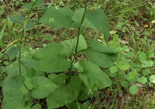 Image of Edible aster