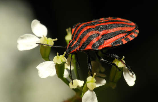 Image of <i>Graphosoma italicum</i>