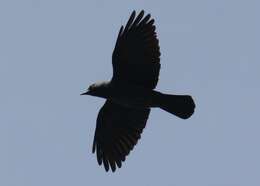 Image of Eurasian Jackdaw