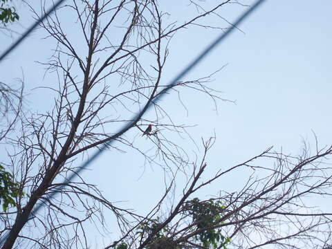 Image of Scarlet-headed Flowerpecker