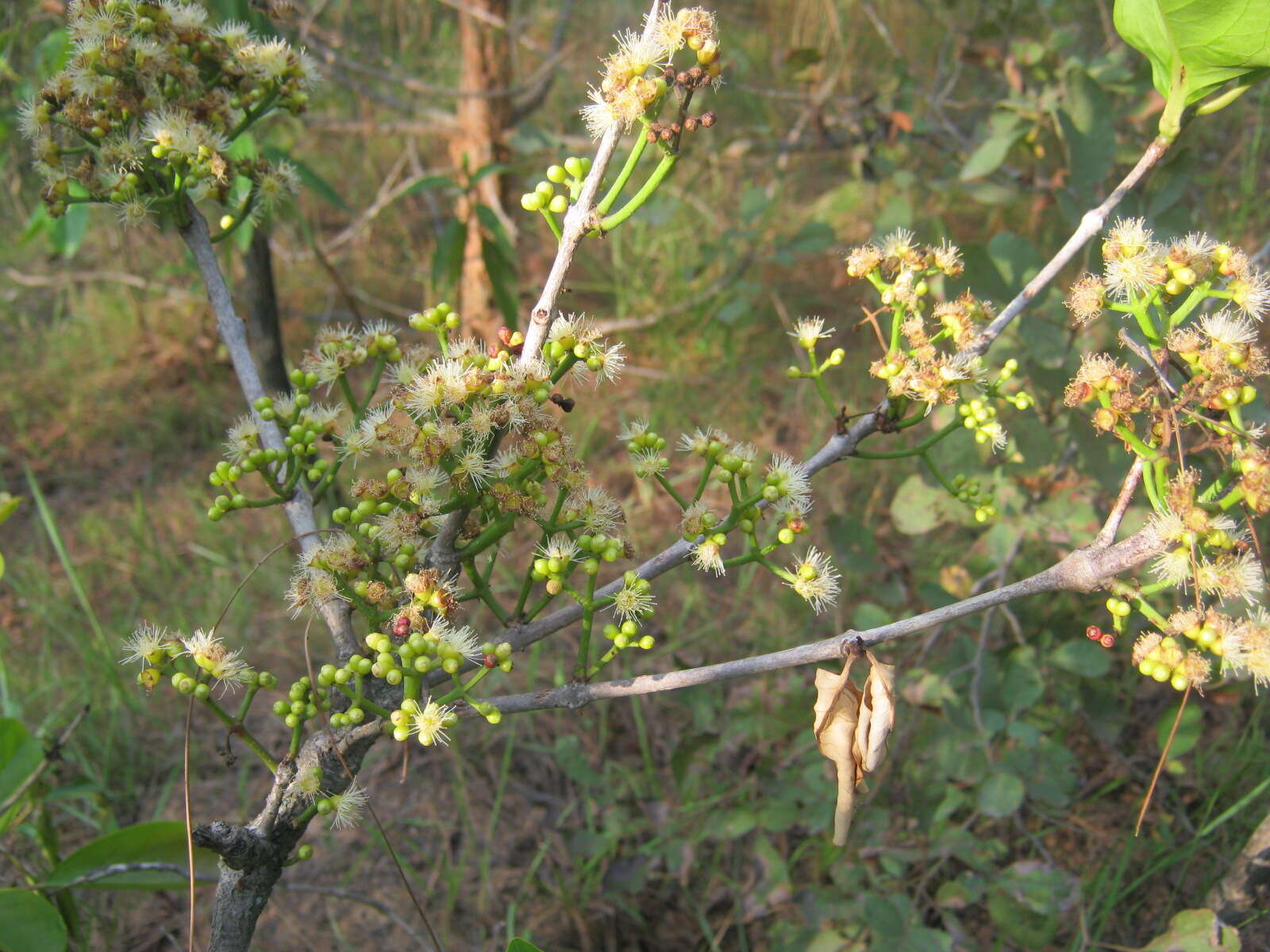 Слика од Syzygium nervosum DC.