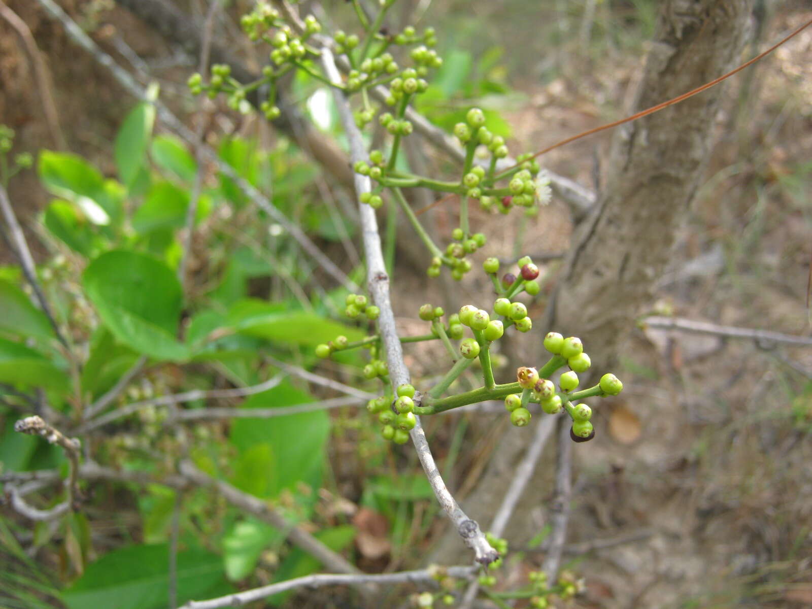 Слика од Syzygium nervosum DC.