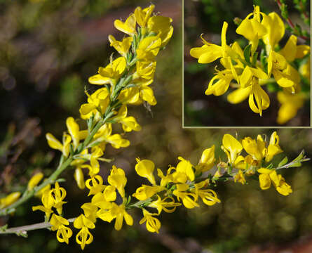 Imagem de Genista pilosa L.