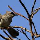 Image of Dusky Gerygone