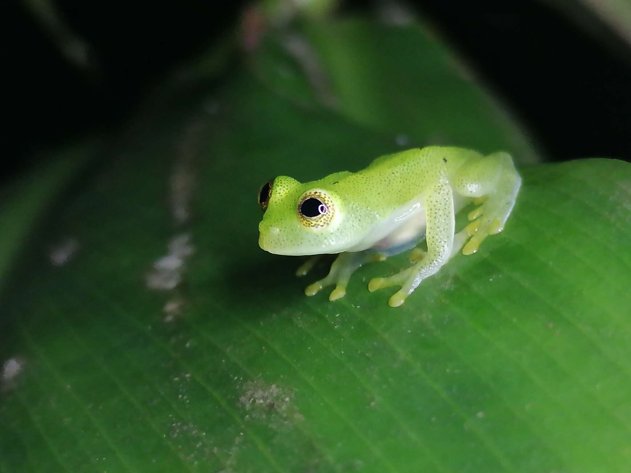 Image de Hyalinobatrachium orientale (Rivero 1968)