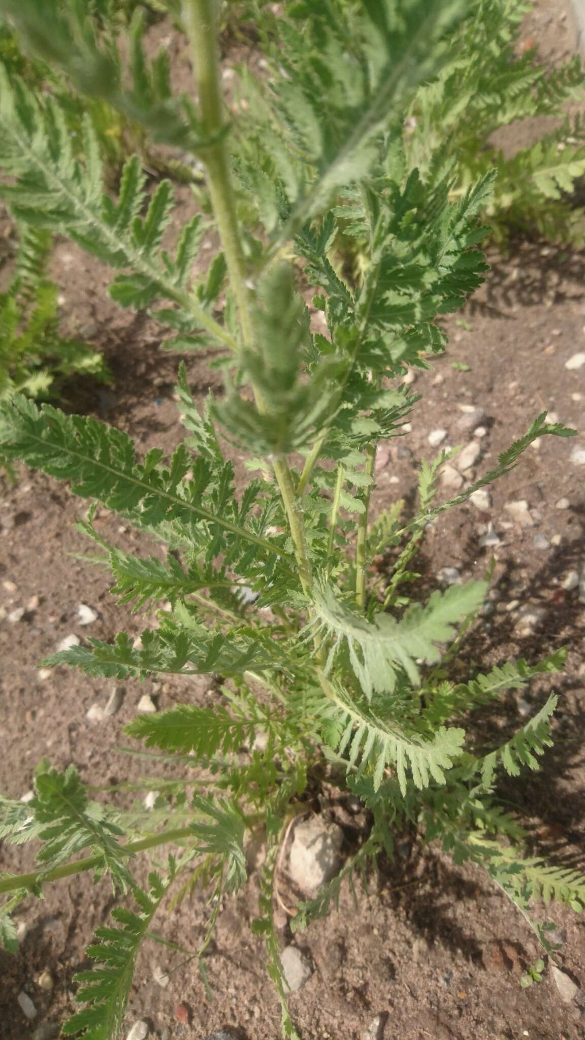 Imagem de Achillea filipendulina Lam.