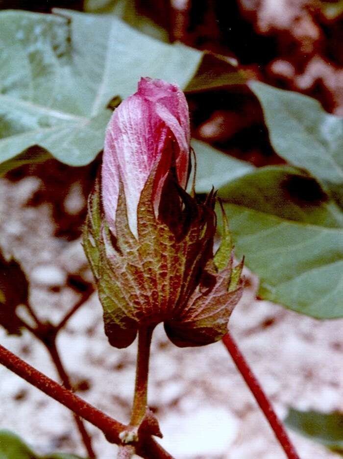 Imagem de Gossypium herbaceum L.