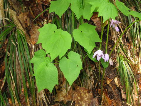 Image of Ranzania japonica (T. Ito) T. Ito