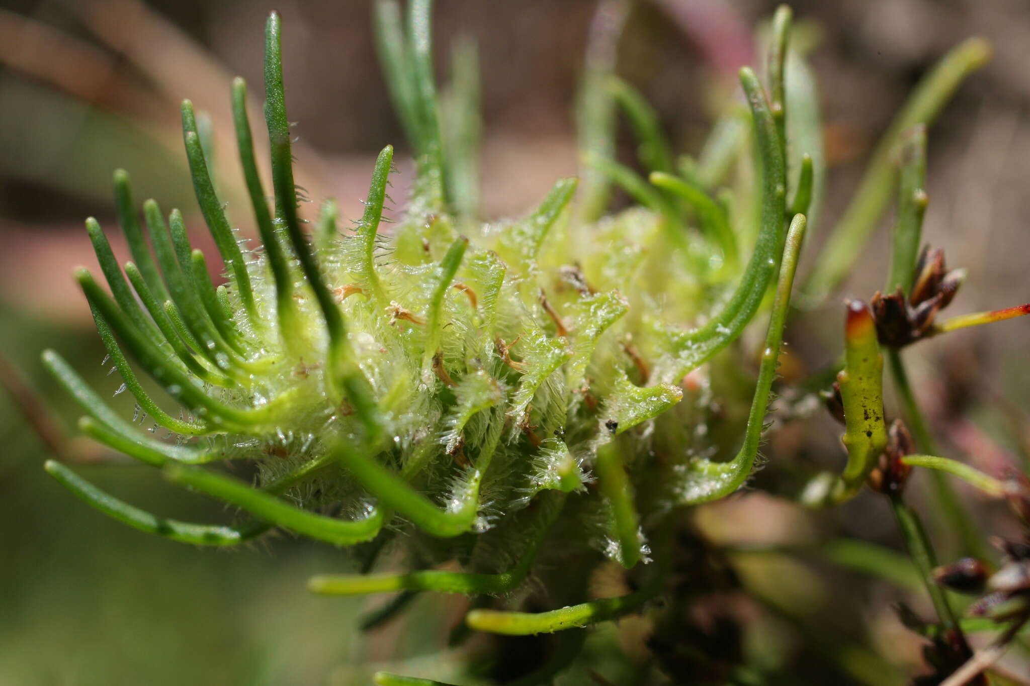 Image de Dischisma capitatum (Thunb.) Choisy